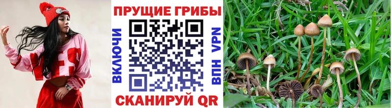 Псилоцибиновые грибы GOLDEN TEACHER  Стародуб 